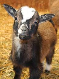 7 Things Goats Need The Thrifty Homesteader Cute Goats Cute Baby Animals Animals