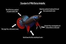 Live Fish Premium Wild Type Betta Imbellis
