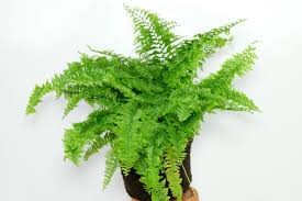 Image result for Nephrolepis