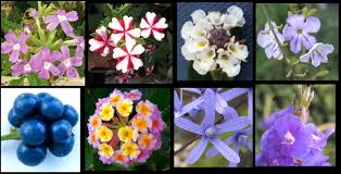 Image result for Verbenaceae