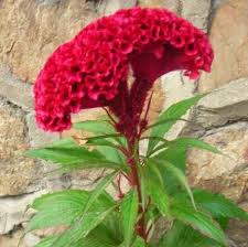 Grain Seed Picture More Detailed Picture About Cockscomb Flower Seeds Celosia Cristata Nana Jessica Yellow Cockscomb 10 Pcs Grain Of Dwarf High Temperature Re
