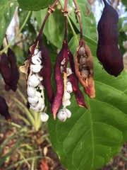 Image result for Capparaceae