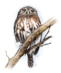Apa style requires brief references in the text of the paper and complete reference information at the end of the paper. The Owls Of Brazil Springerlink
