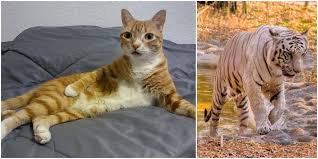 It can be more pronounced in older however, if your cat has a round belly along with a distinct layer of fat over the ribs and no clear. What S Up With My Cat S Saggy Belly Hint It S Not What You Think Cole Marmalade