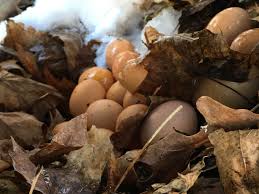 Daughters took the trash cans to the curb and saw the dog sniffing the  bush. Investigated and found our chickens secret stash of eggs. :  rhomestead