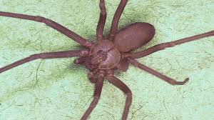 Aldi has said it will implement additional inspection procedures at its. Venomous Brown Recluse Spider Found In 10 Michigan Counties What To Know