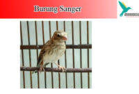 Perbedaan versi my channel 1. Perbedaan Burung Sanger Dan Blackthroat