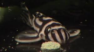 Maybe you would like to learn more about one of these? Rare Freshwater Aquarium Fish Bechewy