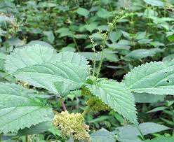 Image result for Laportea alatipes