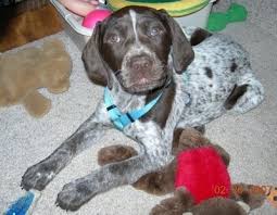 German Shorthaired Pointer Dog Breed Information And Pictures