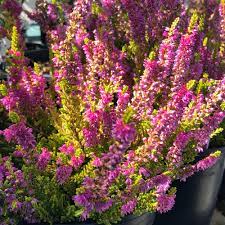 Pacific northwest region planting guide. Our Top Plant Picks For September Seattle S Favorite Garden Store Since 1924 Swansons Nursery