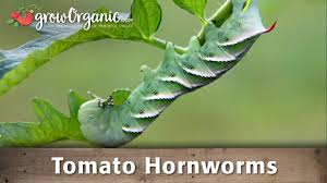 A fierce looking 'horn adorns the rear end. How To Get Rid Of Tomato Hornworms Youtube