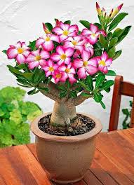 Shopping Fidalga Desert Rose Plant Rose Seeds Bonsai Flower