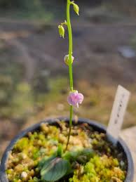 Image result for Utricularia appendiculata