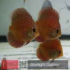 Pin By Sherif Korayem On Criadero Biotopica Discus Fish Beautiful Fish Freshwater Aquarium
