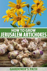 Artichoke is not an easy vegetable to prepare, and you'll need to do some work to get to the edible parts. How To Grow Jerusalem Artichokes Sunchokes Gardener S Path