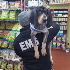 A bluetick coonhound named tet was the companion of stringfellow hawke, the main character of the popular 1980s television show 'airwolf'. Adopt A Bluetick Coonhound Puppy Near New York Ny Get Your Pet