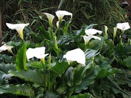 Basta soprattutto armarsi di pazienza. Calle Zantedeschia Aethiopica Bulbi Caratteristiche Delle Calle