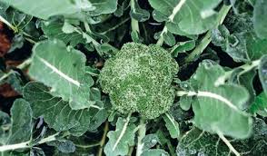 Semi Cavolo Broccolo Ramoso Calabrese Medio Precoce