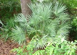 Image result for Serenoa repens