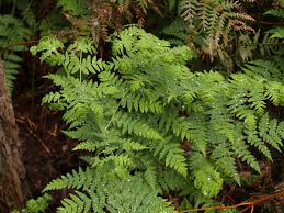 Image result for Histiopteris