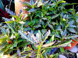 Image result for Gynura pseudochina