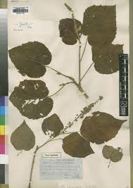 Image result for Croton madandensis