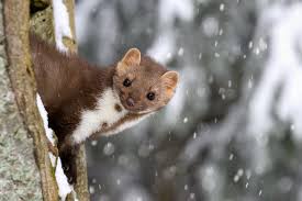 Image result for kuna lesní obrázky