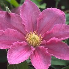 Give it plenty of room to roam. Clematis