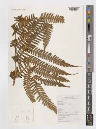 Image result for Pteris catoptera
