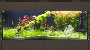 Aquarium Sideboard Aquarium Susswasseraquarium Aquaristik Designaquarium Susswasseraquarium Aquarium Aquarium Kaufen