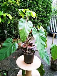 Check spelling or type a new query. Red Emerald Philodendron Furniture Home Living Gardening Plants Seeds On Carousell