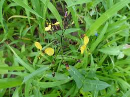 Image result for Aneilema johnstonii