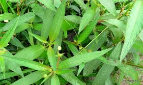 Image result for Ludwigia erecta