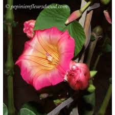 Image result for Stictocardia beraviensis