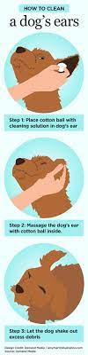 How To Clean A Dog S Ears With Vinegar Water Cuteness Dog Care Pet Health Dog Health