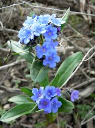 Statistics are at the end of the page. Short Styled Bluebell