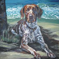 Image result for německý ohař drátosrstý stavba těla