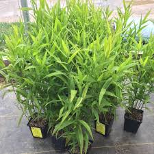 Image result for Chasmanthium latifolium