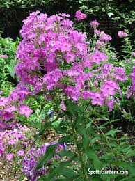 See more ideas about native plants, native garden, plants. Not So Common Native Plants For Midwestern Gardens Spotts Garden Service