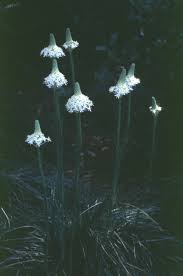 Image result for Xerophyta eylesii