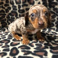 Does anybody know of any puppies available? Setx Dachshunds Home Facebook