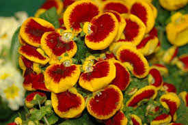 Image result for Calceolariaceae