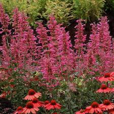 Agastache preferira slobodno isušivanje tla, ali tolerira gotovo svako tlo i dobro se nositi sa suhim, lošim tlima. Agastache Cana Bolero Sadnice