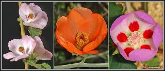 Image result for Malvaceae subfamily Grewioideae