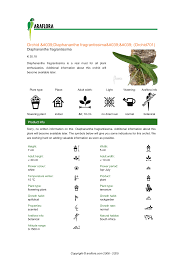 Image result for Diaphananthe fragrantissima