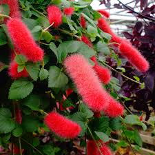 Image result for Acalypha manniana