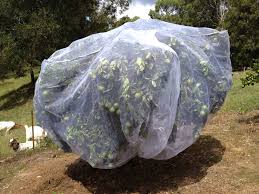 The form or shape of fruit trees can be manipulated by pruning and training. Large Fruit Saver Tree Net Garden Express