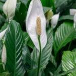 More images for peace lily no flowers » My Peace Lily Won T Flower How To Get A Peace Lily Plant To Bloom