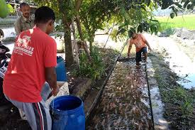 Cara mengetahui tempat ikan nila berkumpul. Di Desa Ini Selokan Sampah Disulap Jadi Berair Jenih Dan Penuh Ikan